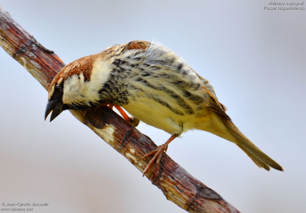 Moineau espagnol mâle adulte, Comportement