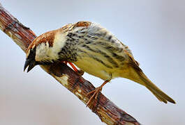 Spanish Sparrow