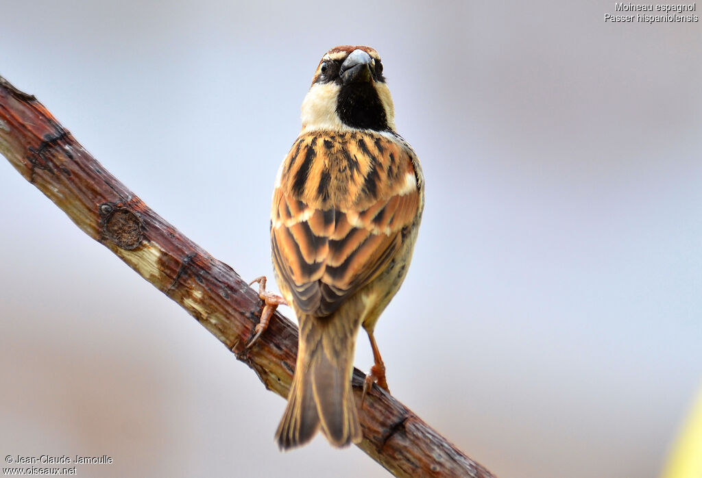 Moineau espagnol, Comportement