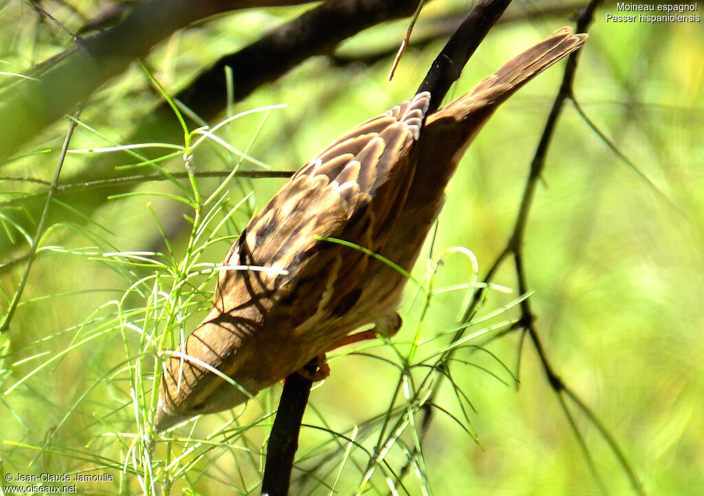 Moineau espagnol femelle, Comportement