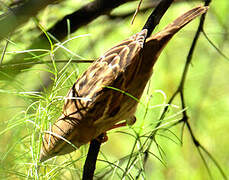 Spanish Sparrow