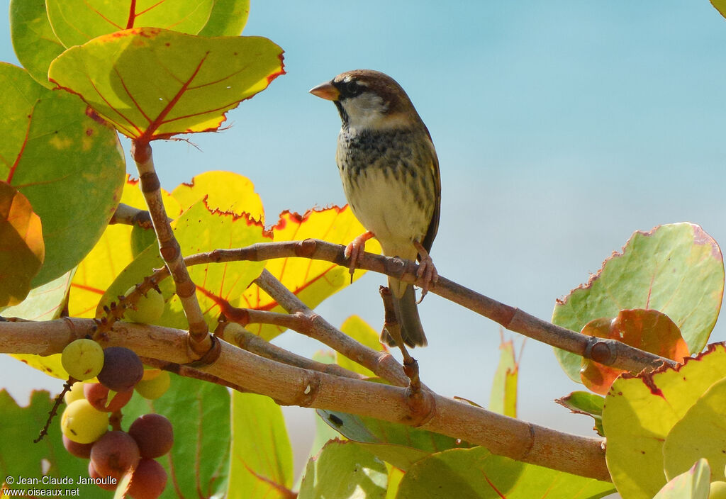 Moineau espagnol