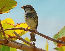 Spanish Sparrow