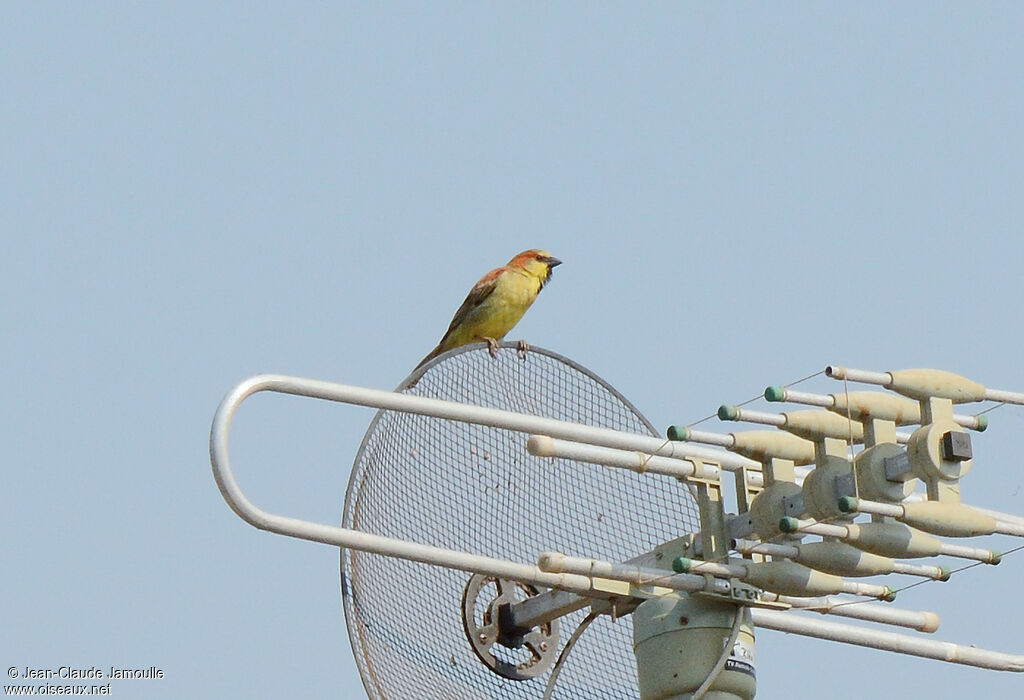 Moineau flavéole