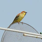 Moineau flavéole