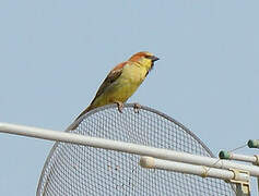 Plain-backed Sparrow