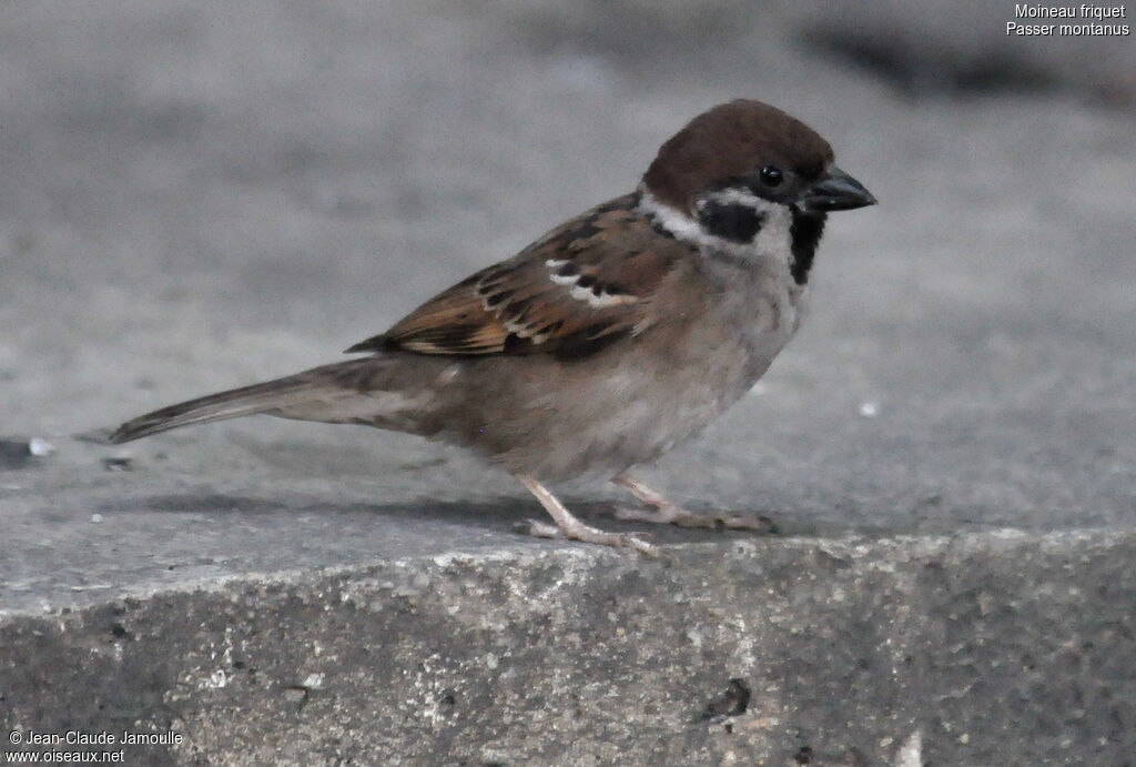 Moineau friquet