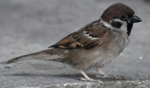 Eurasian Tree Sparrow