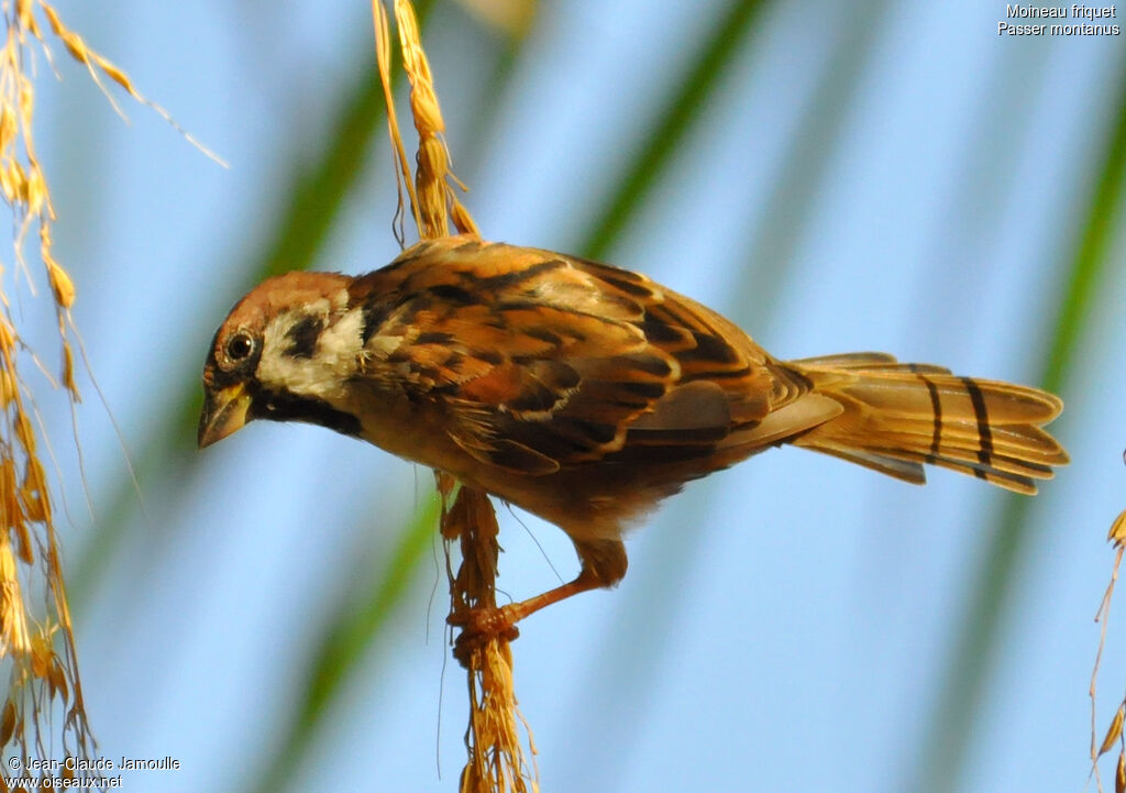 Eurasian Tree Sparrow