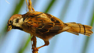 Eurasian Tree Sparrow