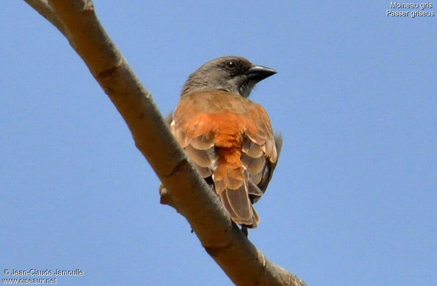 Northern Grey-headed Sparrow