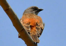 Northern Grey-headed Sparrow