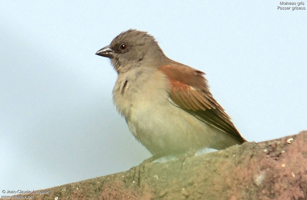 Moineau gris, Comportement