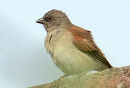 Northern Grey-headed Sparrow