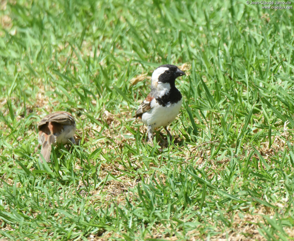 Cape Sparrow male adult