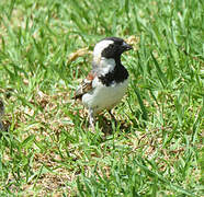 Cape Sparrow