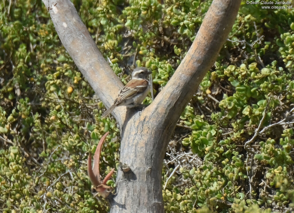 Moineau mélanure