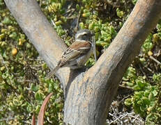 Cape Sparrow