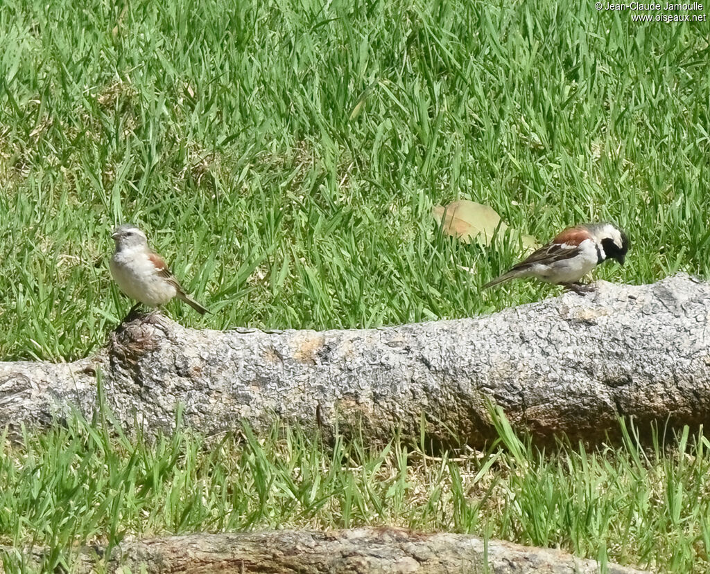 Cape Sparrowadult