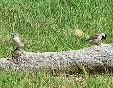 Moineau mélanure