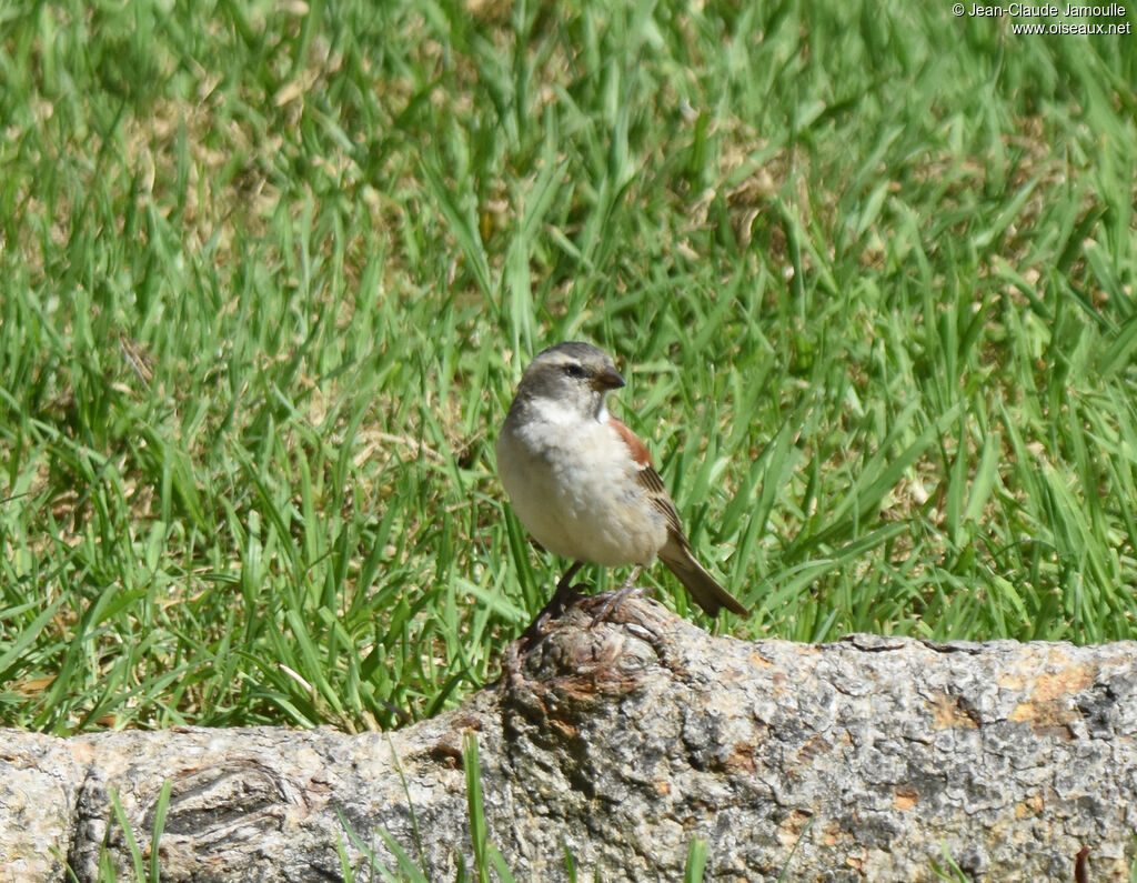 Moineau mélanure femelle adulte