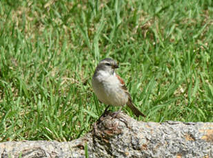 Moineau mélanure