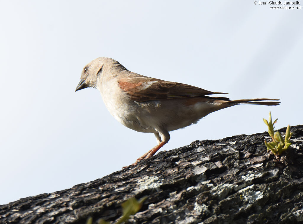 Southern Grey-headed Sparrow