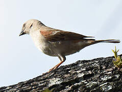 Southern Grey-headed Sparrow