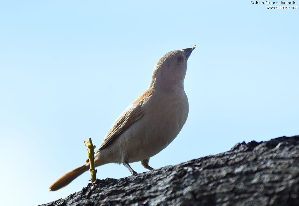 Southern Grey-headed Sparrow