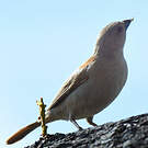 Moineau sud-africain