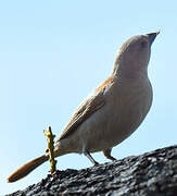 Southern Grey-headed Sparrow