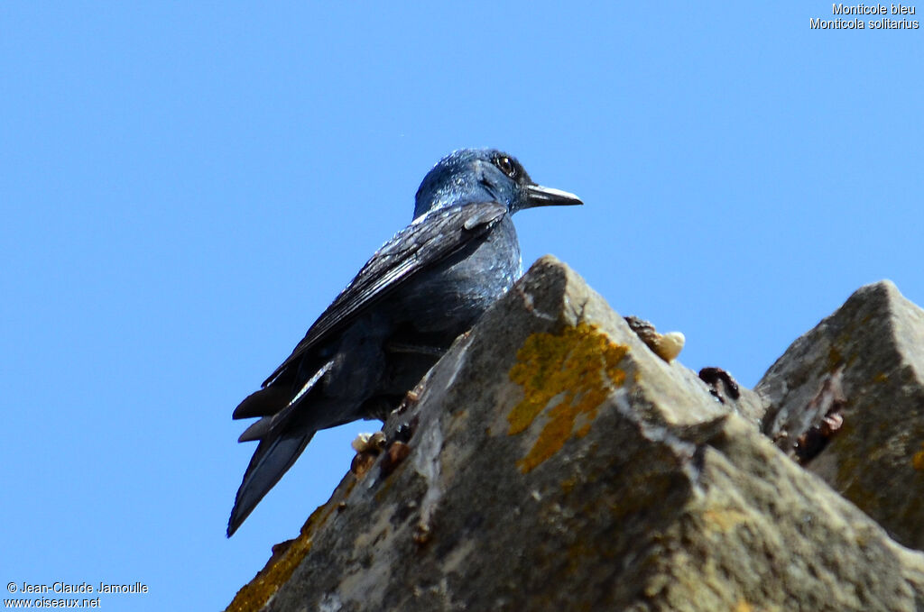 Blue Rock Thrush male adult, Behaviour