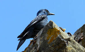 Blue Rock Thrush