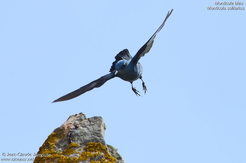 Blue Rock Thrush male adult, Flight