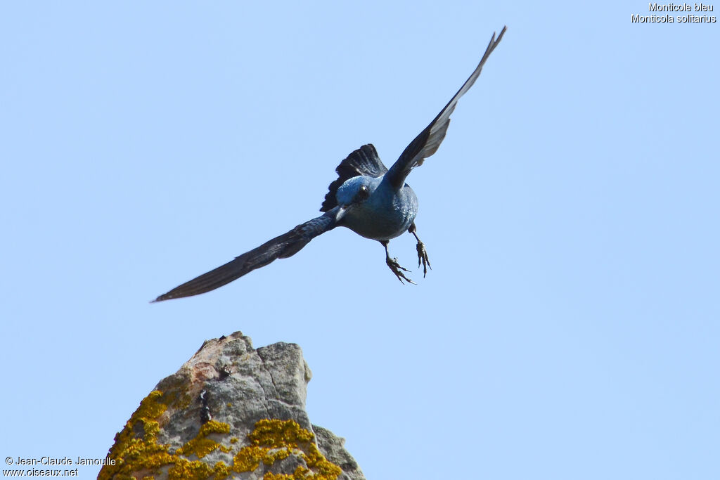 Blue Rock Thrush male adult, Flight