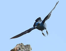 Blue Rock Thrush