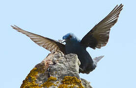 Blue Rock Thrush