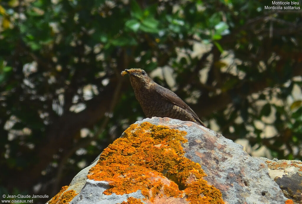 Blue Rock Thrush female adult, feeding habits