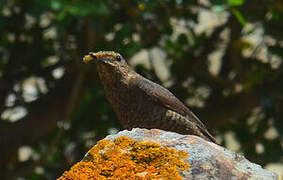 Blue Rock Thrush