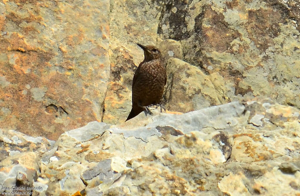 Monticole bleujuvénile, identification, Comportement