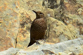 Blue Rock Thrush