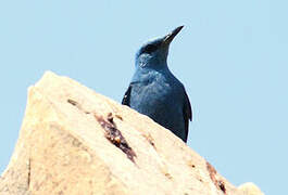 Blue Rock Thrush