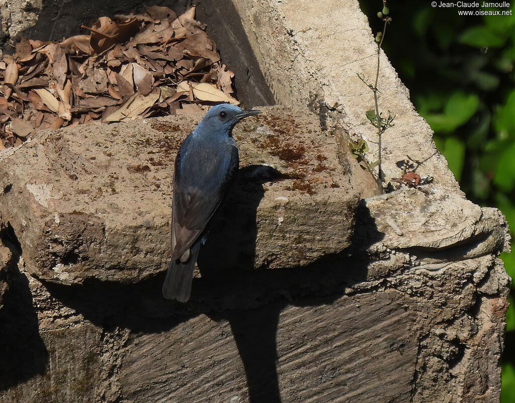 Blue Rock Thrush