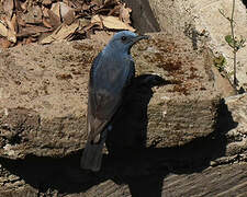 Blue Rock Thrush