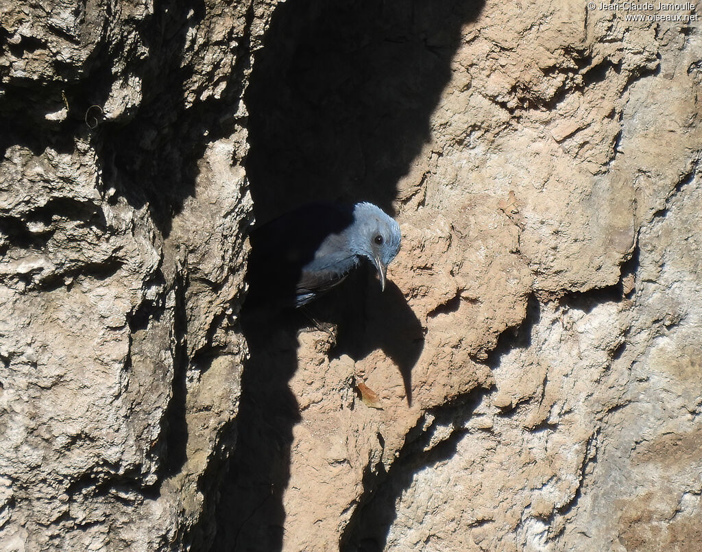 Blue Rock Thrush