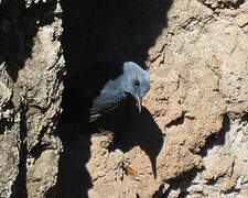 Blue Rock Thrush