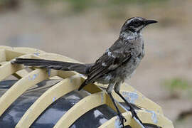 Long-tailed Mockingbird