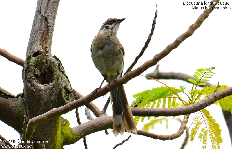 Long-tailed Mockingbird, Behaviour