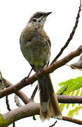 Long-tailed Mockingbird