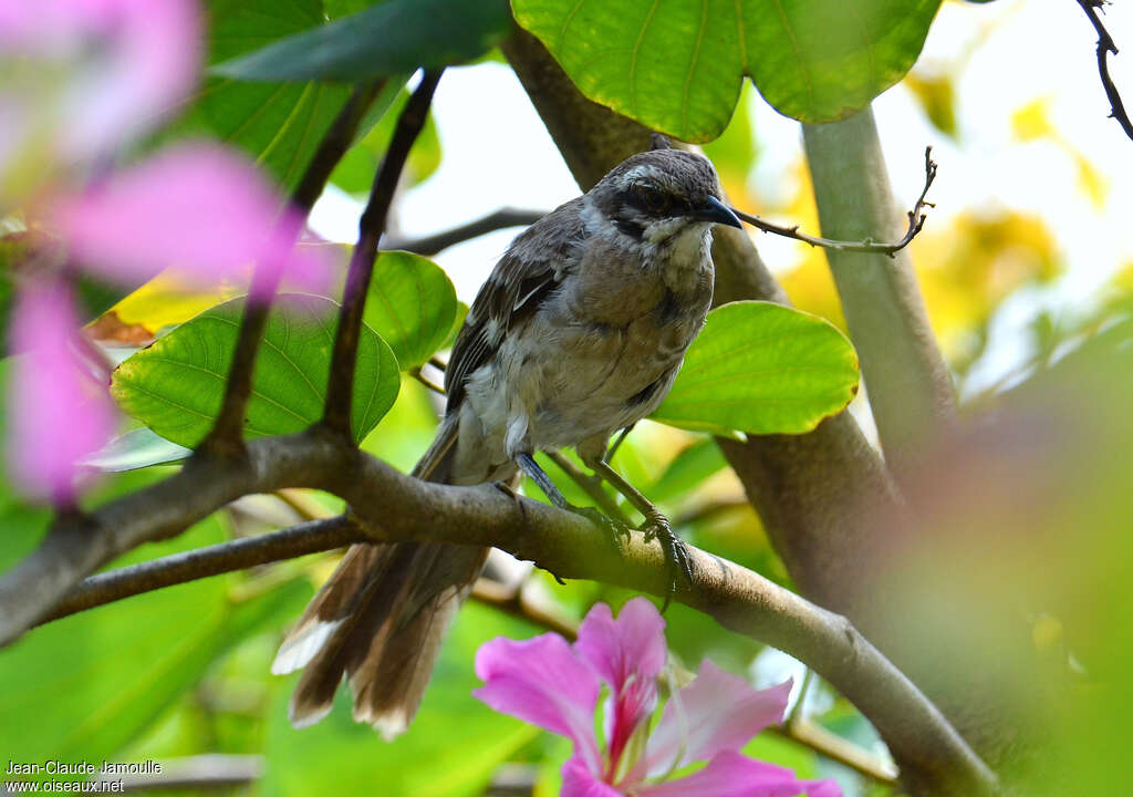 Long-tailed Mockingbirdadult